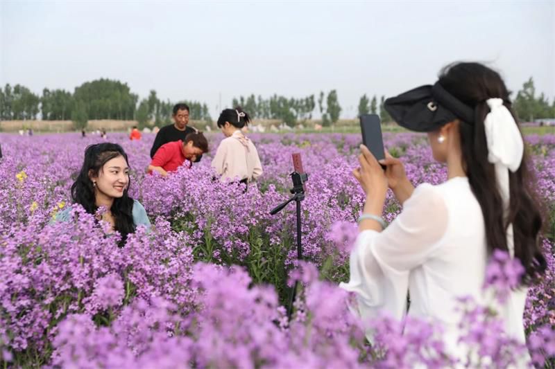 10萬余人次！太極莊首屆紫色油菜花節(jié)收官